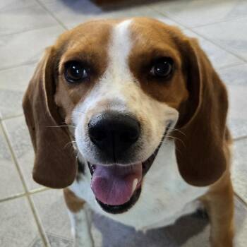 Mrs McBarkin -  Beagle and Mixed Breed Dog for Adoption in Normal, Illinois - Mrs McBarkin | PetCurious