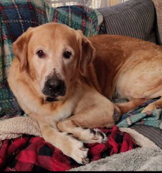 Rescue Yellow Labrador Retriever Dogs for Adoption in Albion, New York - Jerrico | PetCurious
