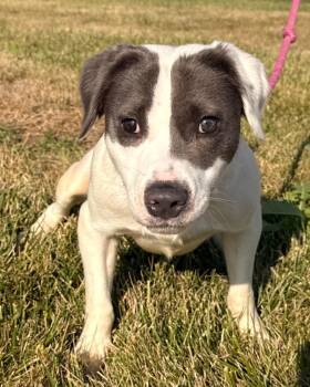 Winter -  Spaniel and Terrier Dog for Adoption in Defiance, Ohio - Winter | PetCurious