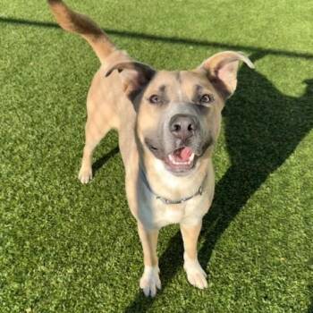 TROUT -  Mixed Breed Dog for Adoption in Cranston, Rhode Island - TROUT | PetCurious