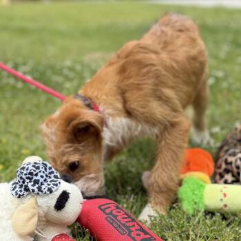 Poodle and Wheaten Terrier Dogs Available for Adoption in Locust Fork, Alabama - NOVA | PetCurious