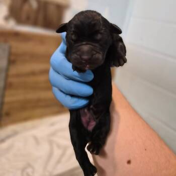 Cold Brew -  Cane Corso Dog for Adoption in Wahiawa, Hawaii - Cold Brew | PetCurious