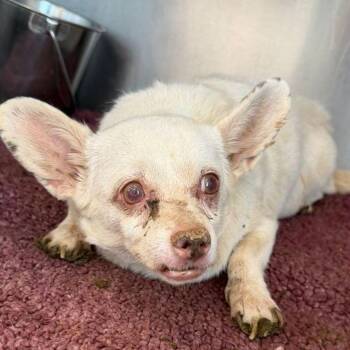 Minnie Mouse -  Chihuahua Dog for Adoption in Kingman, Arizona - Minnie Mouse | PetCurious