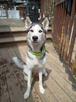 Storm -  Husky Dog for Adoption in Leicester, Massachusetts - Storm | PetCurious