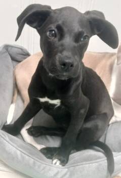 Licorice -  Black Labrador Retriever Dog for Adoption in Pensacola, Florida - Licorice | PetCurious