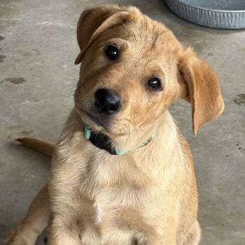 Rottweiler and Great Pyrenees Dogs Available for Adoption in Krum, Texas - Hannah | PetCurious