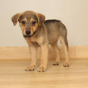 Ginger D71074 -  Labrador Retriever and Mixed Breed Dog for Adoption in Minnetonka, Minnesota - Ginger D71074 | PetCurious