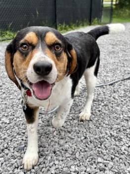 August -  Beagle and Mixed Breed Dog for Adoption in Cincinnati, Ohio - August | PetCurious