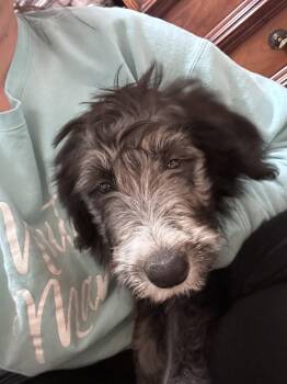 Wanda -  Border Collie and Poodle Dog for Adoption in Polson, Montana - Wanda | PetCurious