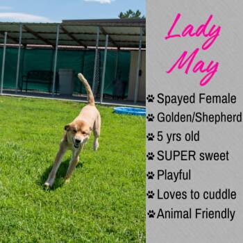 Lady May -  Golden Retriever and Shepherd Dog for Adoption in Junction City, Kansas - Lady May | PetCurious