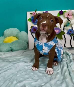 Pit Bull Terrier and Staffordshire Bull Terrier Dogs Available for Adoption in Phoenix, Arizona - Dory | PetCurious