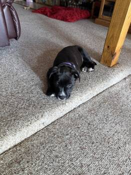 Brandy -  Boxer and Labrador Retriever Dog for Adoption in Plymouth, Michigan - Brandy | PetCurious