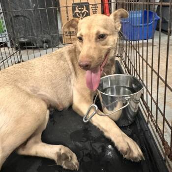 Chela -  Shepherd and Mixed Breed Dog Available for Adoption in Edinburg, Texas - Chela | PetCurious
