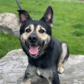 Corona -  German Shepherd Dog and Mixed Breed Dog for Adoption in Toronto, Ontario - Corona | PetCurious