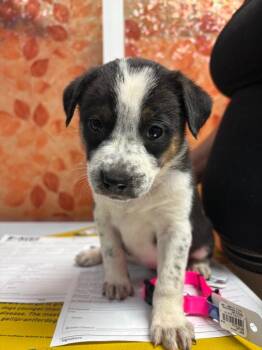 Spinner -  Boxer and German Shepherd Dog Dog for Adoption in Carson City, Nevada - Spinner | PetCurious