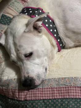 Baby Momma (Lake Litter) -  Pit Bull Terrier and Staffordshire Bull Terrier Dog for Adoption in Holly Springs, North Carolina - Baby Momma (Lake Litter) | PetCurious