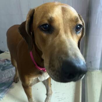 Rescue Hound Dogs for Adoption in Loxahatchee Groves, Florida - Ginger | PetCurious
