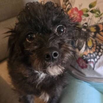 Rescue Terrier Dogs for Adoption in Wichita, Kansas - Captain | PetCurious