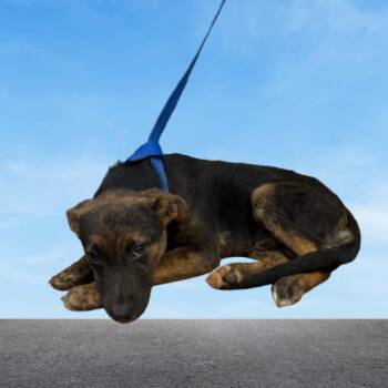 Leo (FKA Argos) -  Shepherd and Mixed Breed Dog for Adoption in Tuscaloosa, Alabama - Leo (FKA Argos) | PetCurious