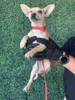 Chihuahua and Mixed Breed Dogs Available for Adoption in El Paso, Texas - 60836492 | PetCurious