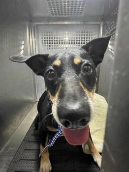 Buddy -  Rat Terrier and Labrador Retriever Dog for Adoption in Austin, Texas - Buddy | PetCurious