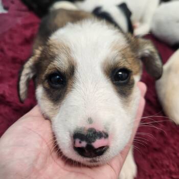 Rescue Border Collie Dogs for Adoption in North Battleford, Saskatchewan - Marinara | PetCurious