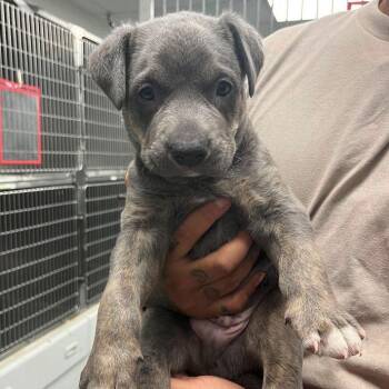 Bunna -  Mixed Breed Dog for Adoption in Buffalo, Minnesota - Bunna | PetCurious