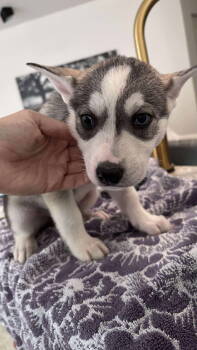 Rescue Husky Dogs for Adoption in Holly Springs, North Carolina - Backlash (Fortnite Litter) | PetCurious