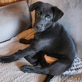 Mixed Breed Dogs Available for Adoption - Gavif | PetCurious