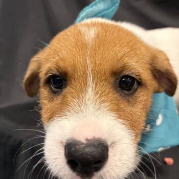 Apple Cider -  Mixed Breed Dog for Adoption in Canal Winchester, Ohio - Apple Cider | PetCurious