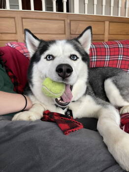 Rescue Husky Dogs for Adoption in Holly Springs, North Carolina - Wick | PetCurious