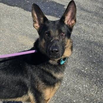 German Shepherd Dog Dogs Available for Adoption - Gohan | PetCurious