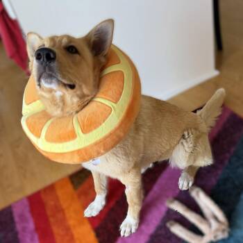 Belinda -  Shepherd Dog Available for Adoption in Fargo, North Dakota - Belinda | PetCurious