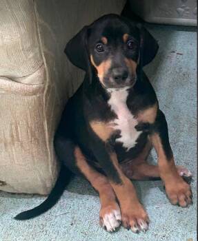 Howard - Puppy of Pennie -  Irish Setter Dog for Adoption in Osteen, Florida - Howard - Puppy Of Pennie | PetCurious