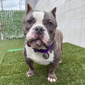 Sir Robert Wiggleby -  Pit Bull Terrier and Mixed Breed Dog for Adoption in Los Angeles, California - Sir Robert Wiggleby | PetCurious