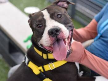 Oso -  Mixed Breed Dog for Adoption - Oso | PetCurious