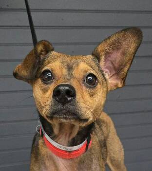 Daphne -  Terrier Dog for Adoption in Newport, Tennessee - Daphne | PetCurious