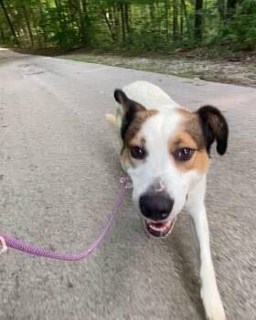 Dexter -  Hound Dog for Adoption in Frenchburg, Kentucky - Dexter | PetCurious