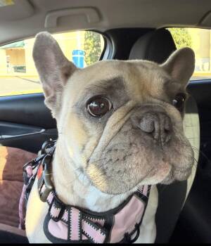 French Bulldog Dogs Available for Adoption in Grant-Valkaria, Florida - Gypsy | PetCurious