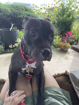 Queenie -  Mixed Breed Dog for Adoption in New York, New York - Queenie | PetCurious