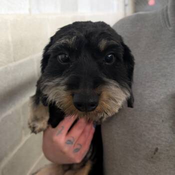 Dachshund and Miniature Schnauzer Dogs Available for Adoption - Missy | PetCurious