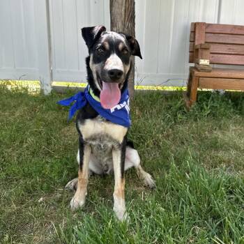 Easton -  Shepherd Dog for Adoption in Logan, Utah - Easton | PetCurious
