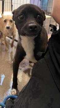 Chihuahua and Mixed Breed Dogs Available for Adoption in El Paso, Texas - POOCHIE | PetCurious