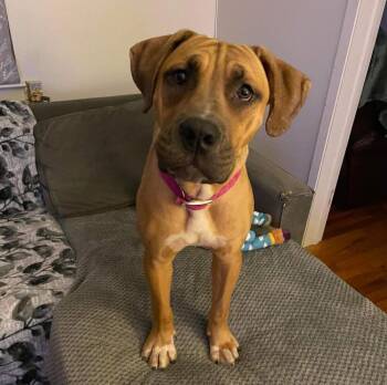 Baby Miami -  Labrador Retriever and Mixed Breed Dog for Adoption in New York, New York - Baby Miami | PetCurious