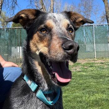 Mixed Breed Dogs Available for Adoption - Jax | PetCurious