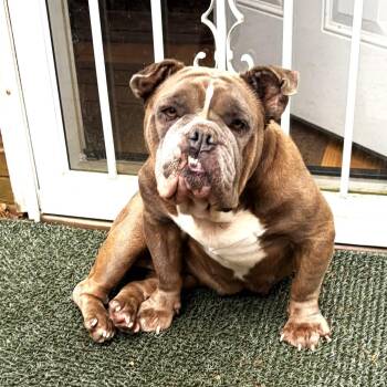 Buffy -  English Bulldog Dog for Adoption in South Riding, Virginia - Buffy | PetCurious