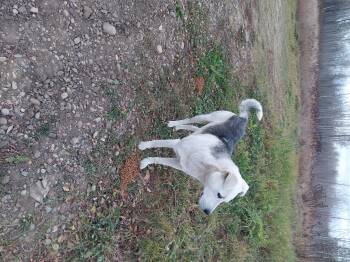 Rescue Husky Dogs for Adoption in Edmonton, Alberta - Copper | PetCurious