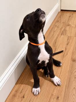 Montgomery -  Pit Bull Terrier Dog for Adoption in Nashville, Tennessee - Montgomery | PetCurious