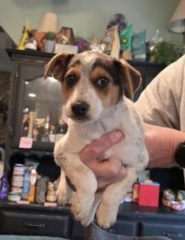 Beagle Dogs Available for Adoption in Union Grove, Wisconsin - Wilbur | PetCurious