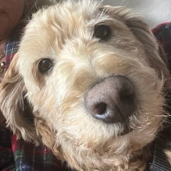 Rescue Poodle and Golden Retriever Dogs for Adoption in Hampton Bays, New York - Leo | PetCurious